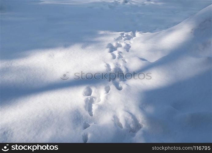 Snow-covered forest clearing with traces. Track from the tracks on the snow-covered glade