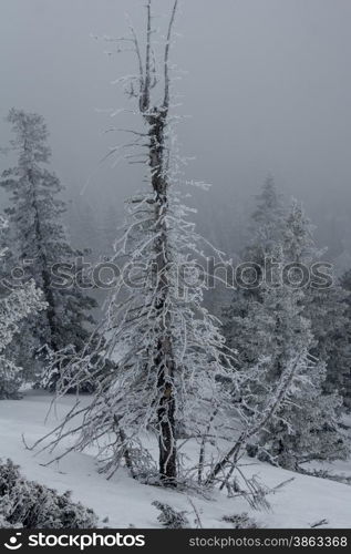 snow-covered forest on the slopes of the mountain. winter landscape