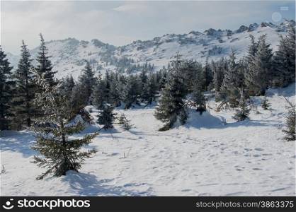 snow-covered forest on the slopes of the mountain. winter landscape