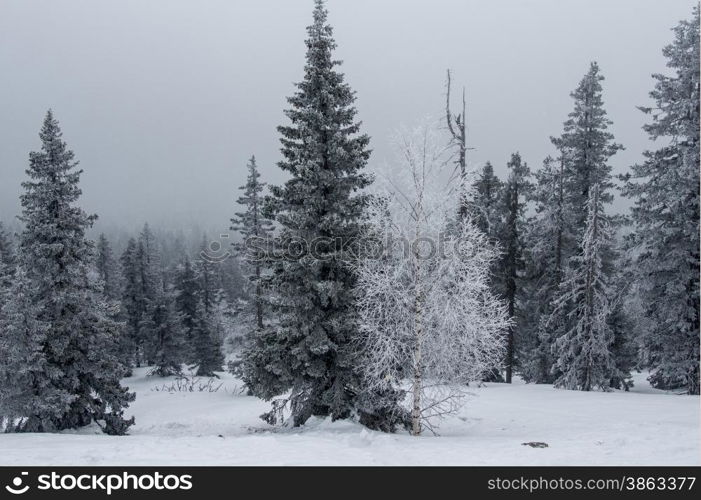 snow-covered forest on the slopes of the mountain. winter landscape