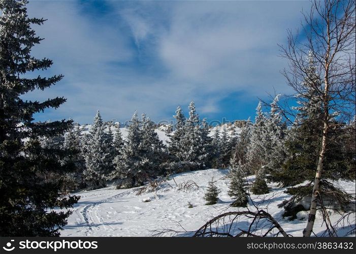 snow-covered forest on the slopes of the mountain. winter landscape