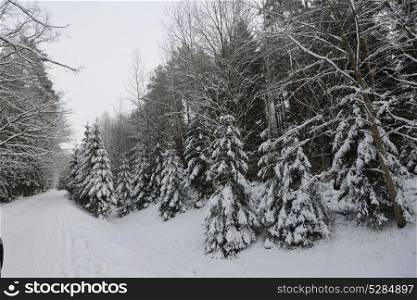 Snow-covered forest road, winter landscape