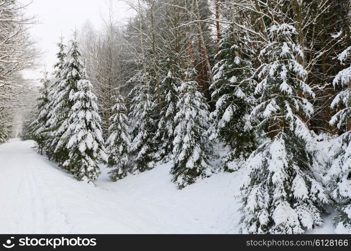 Snow-covered forest road, winter landscape