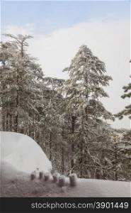 snow-covered landscape. coniferous forest in the mountains