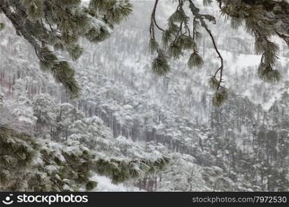 snow-covered landscape in the coniferous forest in the mountains through the branches in hoarfrost