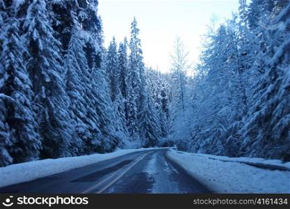 Snow-Covered Mountain Road in Mt. Rainier National Park