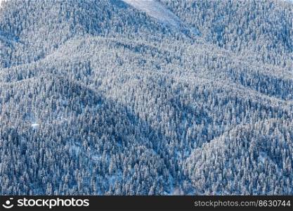 Snow covered mountain slopes. Bird"s eye view of the winter forest