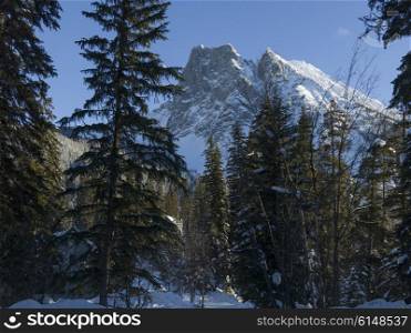 Snow covered mountains with trees in winter, Emerald Lake, Yoho National Park, British Columbia, Canada