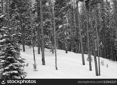 Snow covered mountainside in Vail, Colorado