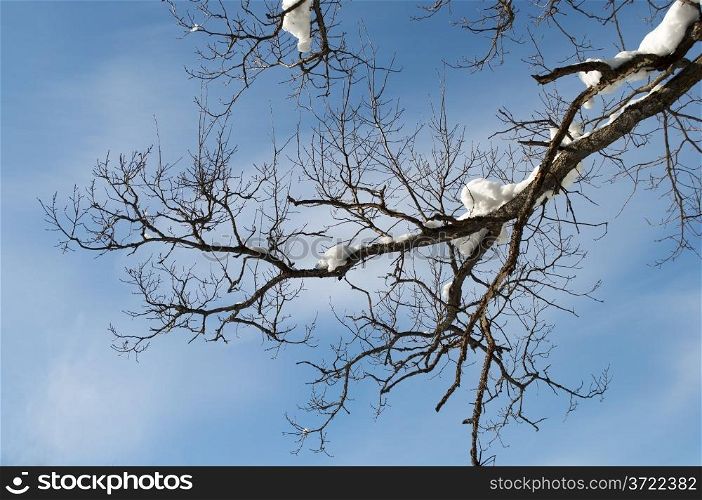 Snow-covered oak branch on blue sky background, winter sunny day