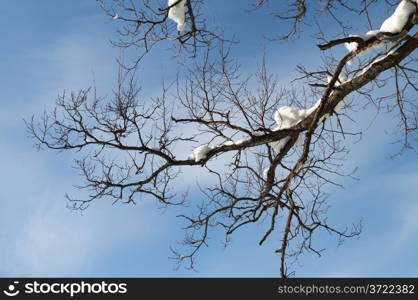 Snow-covered oak branch on blue sky background, winter sunny day