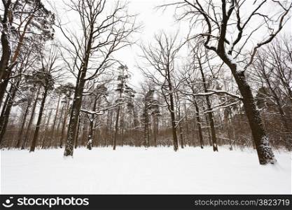 snow covered oaks and pine trees on the edge of winter forest