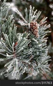 Snow covered pine branch. Frosty and cloudy winter day