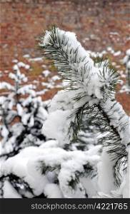 Snow covered pine branch. Frosty winter day