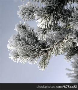 Snow covered pine branch. Frosty winter day