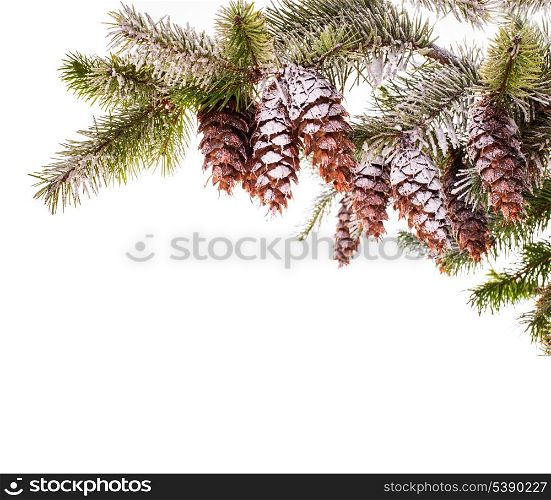 Snow covered pine branch isolated on white