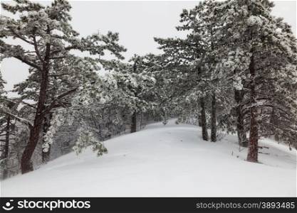 snow-covered pine forest in the fog in the mountains