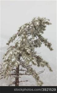 snow-covered pine tree in a fog on a background of pine forest in the mountains