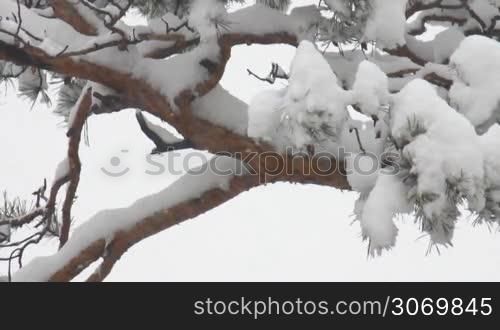 snow-covered pine tree on a background of falling snow