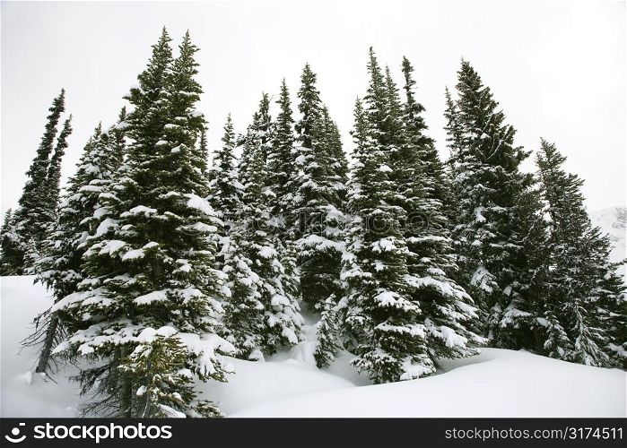 Snow-covered pine trees.