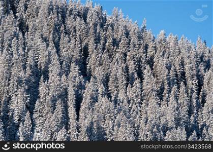 snow covered pine trees against blue sky in Montafon, Austria