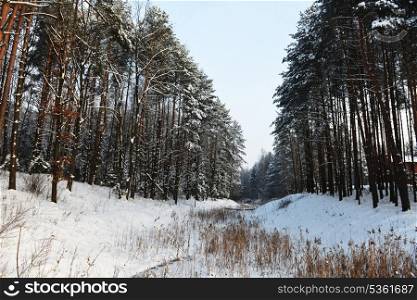 snow covered pine trees along frozen river. winter landscape.