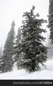 Snow covered pine trees in fog.
