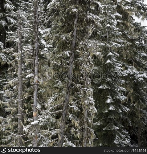 Snow covered pine trees in winter, Whistler, British Columbia, Canada