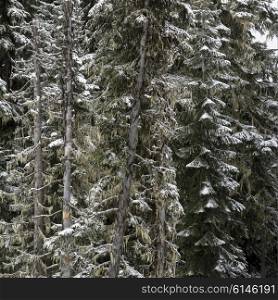 Snow covered pine trees in winter, Whistler, British Columbia, Canada