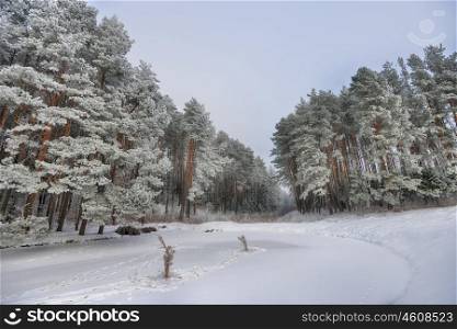 snow covered pine trees on bank of frozen lake