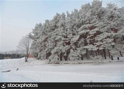 snow covered pine trees on bank of frozen lake