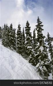 Snow-covered pine trees on mountain side.