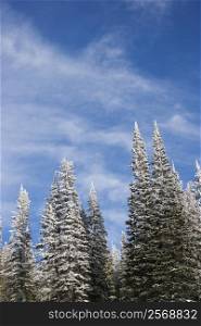 Snow covered pine trees with blue sky in background.