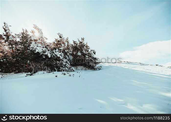 Snow covered pines trees on the mountain with blue sky at sunrise