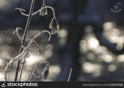 Snow covered plant