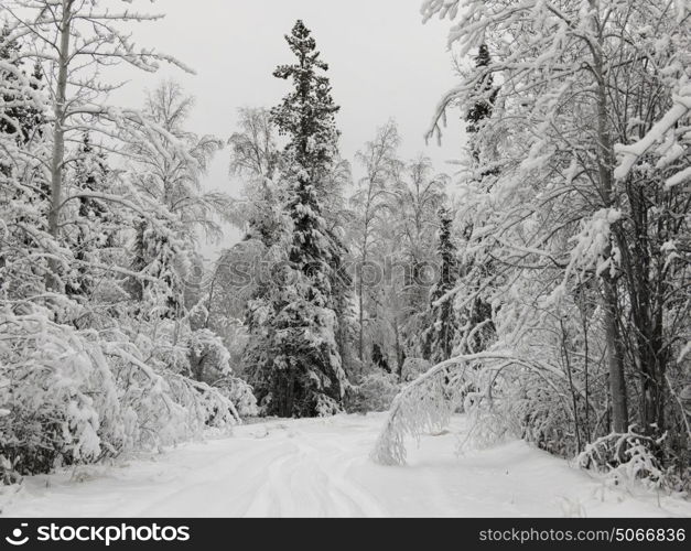 Snow covered road passing through forest, Alaska Highway, Northern Rockies Regional Municipality, British Columbia, Canada