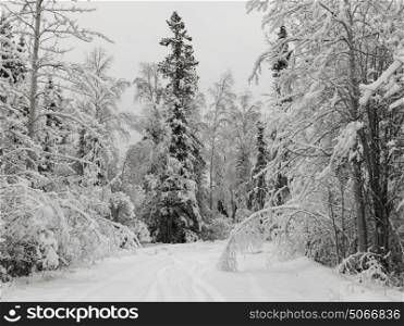 Snow covered road passing through forest, Alaska Highway, Northern Rockies Regional Municipality, British Columbia, Canada