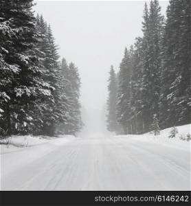 Snow covered road with trees in winter, Johnson Canyon, Banff National Park, Alberta, Canada