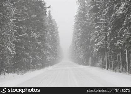 Snow covered road with trees, Johnson Canyon, Banff National Park, Alberta, Canada