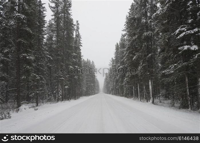 Snow covered road with trees, Johnson Canyon, Banff National Park, Alberta, Canada
