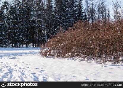Snow-covered shrubbery on a glade in the park after a snowfall