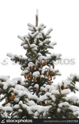 Snow covered spruce tree with cones isolated on white background