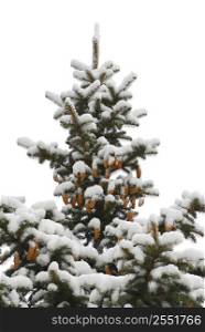 Snow covered spruce tree with cones isolated on white background