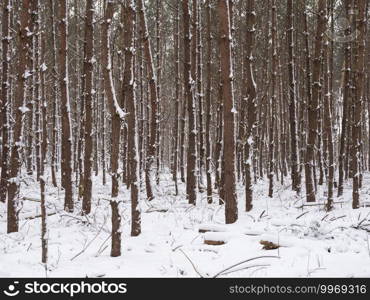 snow covered spruce trees in forest near utrecht in the netherlands on utrechtse heuvelrug