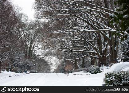 snow covered street and treeline