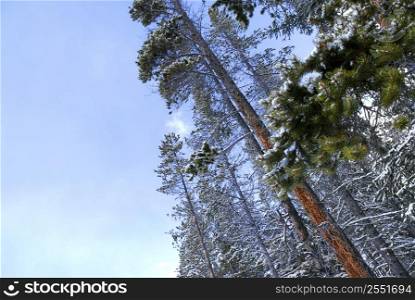 Snow covered tall pine trees reaching towards clear blue sky