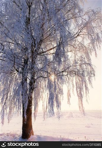 snow-covered thin birch branches after a winter snowfall, at dusk or dawn of the sun, a beautiful landscape causing positive emotions in winter. birch snow sunset