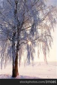 snow-covered thin birch branches after a winter snowfall, at dusk or dawn of the sun, a beautiful landscape causing positive emotions in winter. birch snow sunset