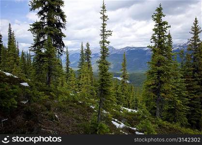 Snow covered trails in a forest with mountains in the background, Bald Hills Trail, Jasper National Park, Alberta, Canada
