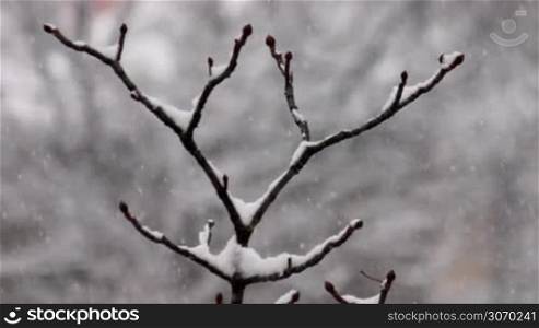 snow-covered tree branch against a background of falling snow
